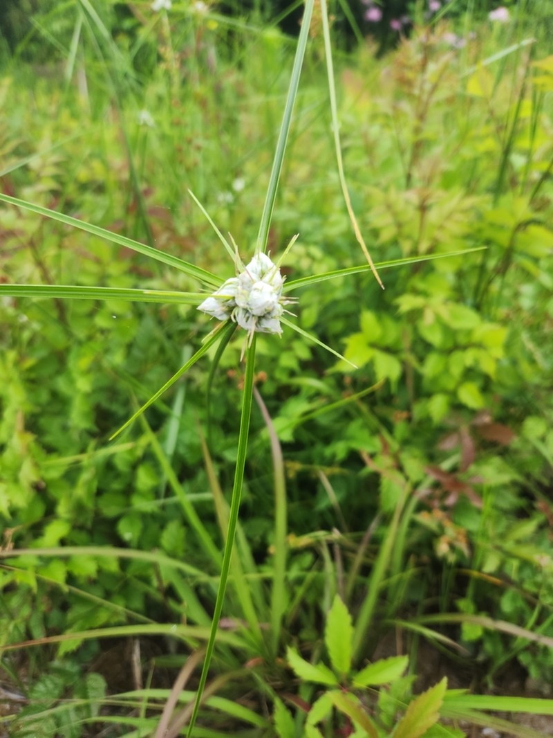 Marsh Flatsedge