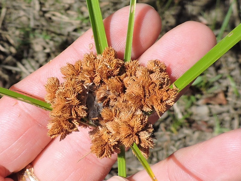 Marsh Flatsedge photo 2