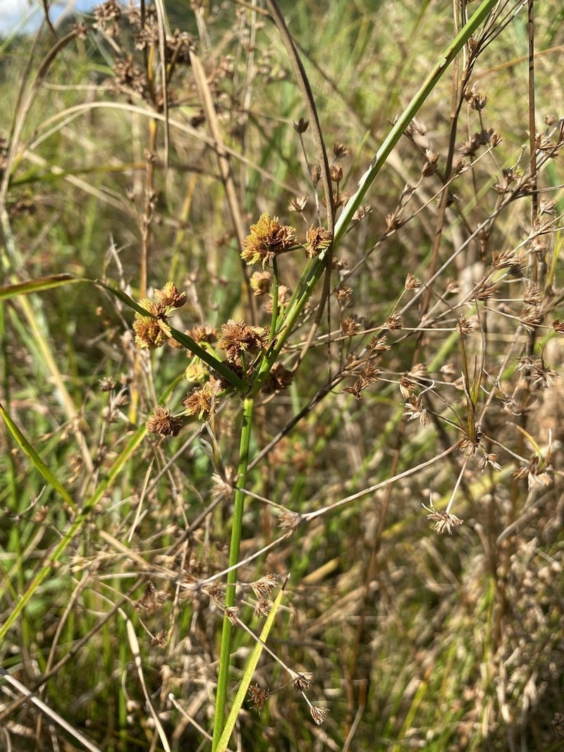 Marsh Flatsedge photo 3