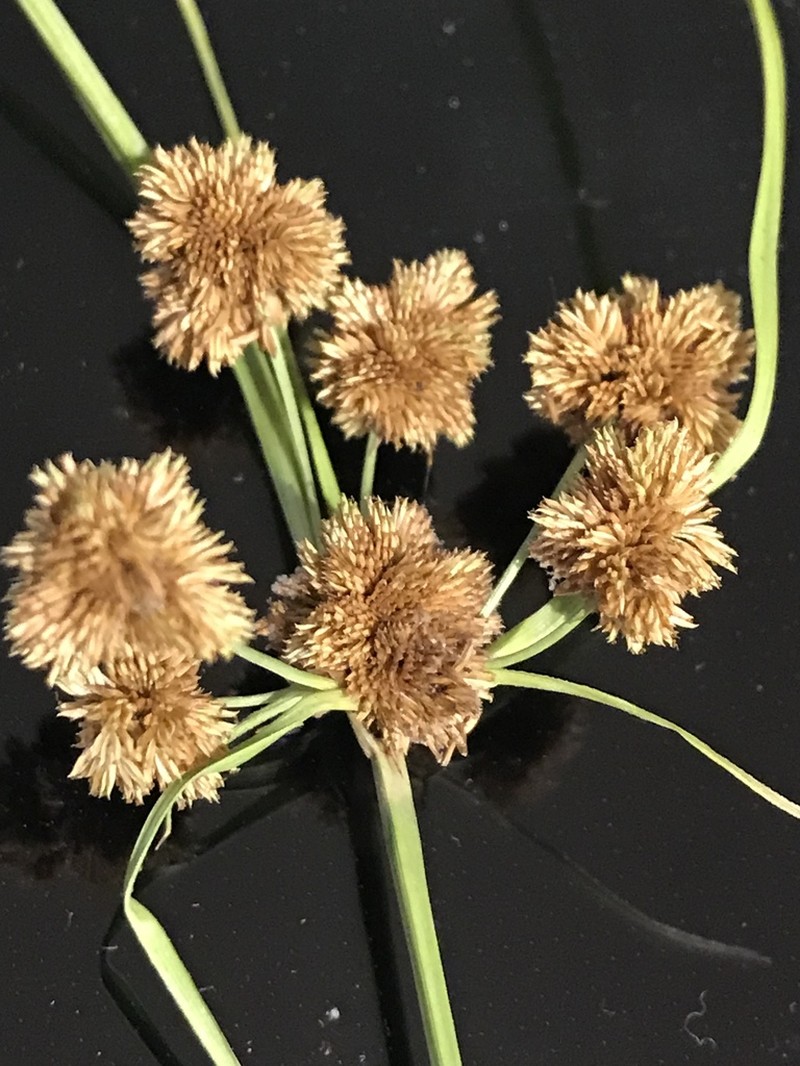 Marsh Flatsedge photo 4