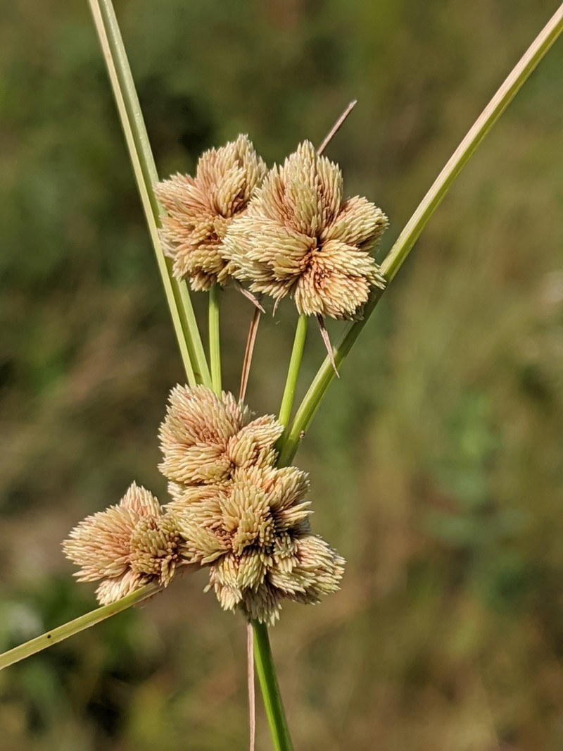 Marsh Flatsedge photo 5