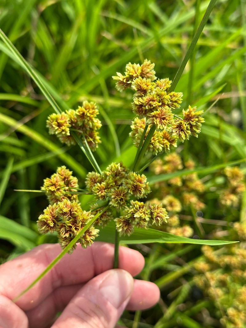 Marsh Flatsedge photo 6