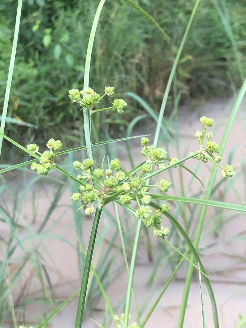 Marsh Flatsedge photo 7