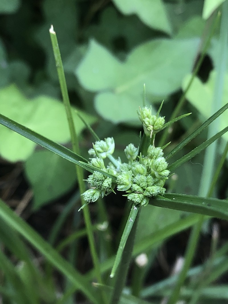 Marsh Flatsedge photo 8