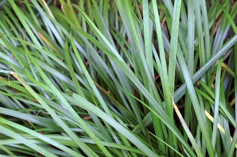 Low Flatsedge photo 2
