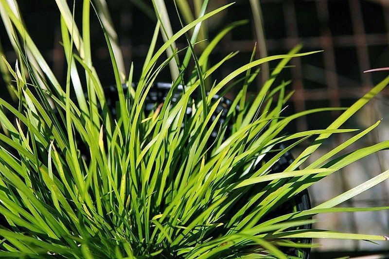 Low Flatsedge photo 3