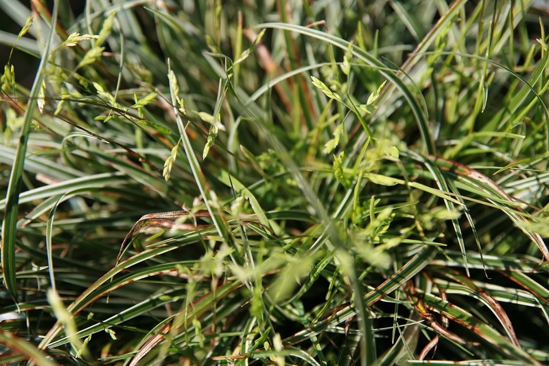 Low Flatsedge photo 4