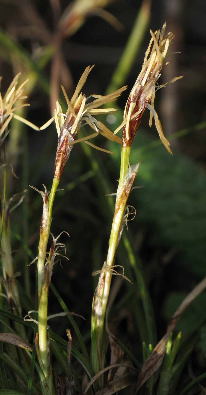 Low Flatsedge photo 5