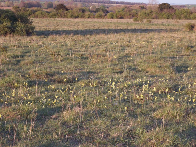 Low Flatsedge photo 6