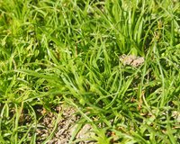 Low Flatsedge