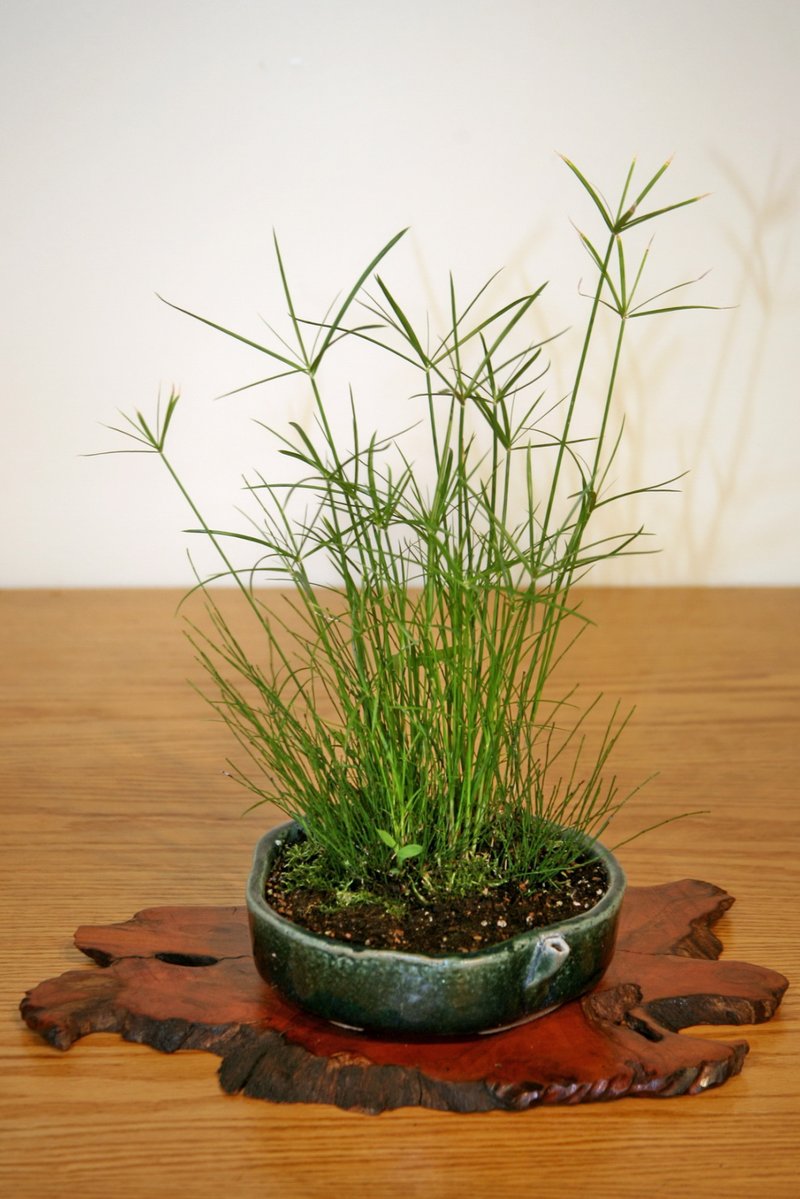 Low Flatsedge photo 7