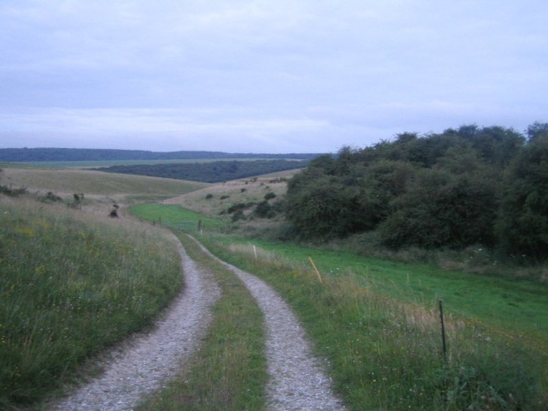 Low Flatsedge photo 8