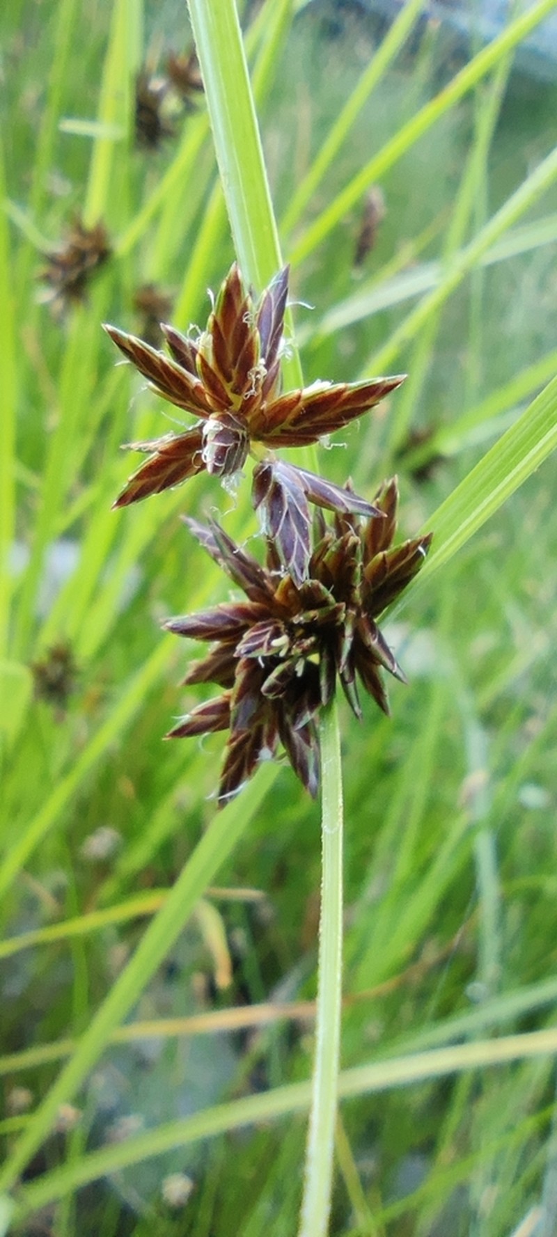 Bentawn Flatsedge