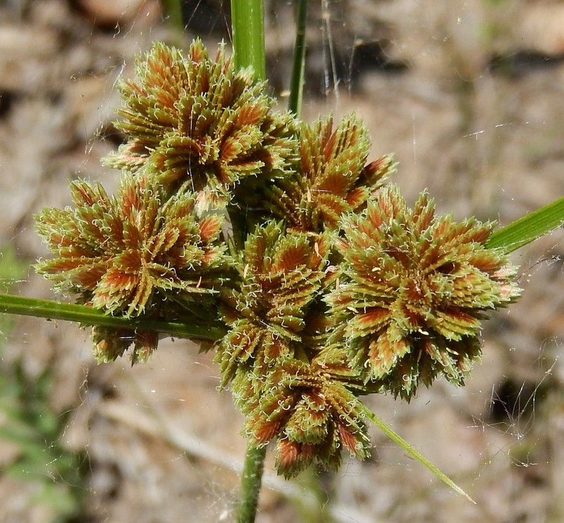 Bentawn Flatsedge photo 2