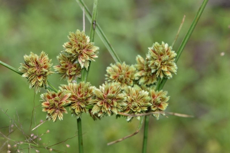 Bentawn Flatsedge photo 3