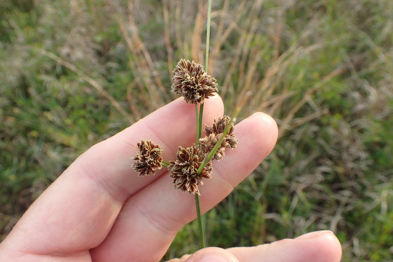Bentawn Flatsedge photo 4