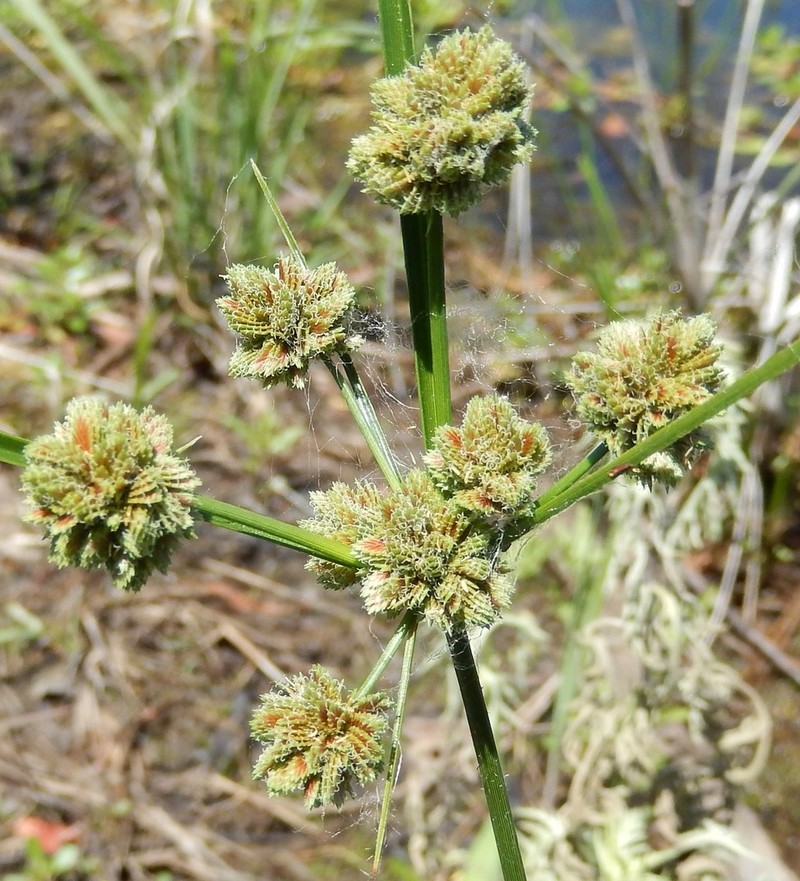 Bentawn Flatsedge photo 5