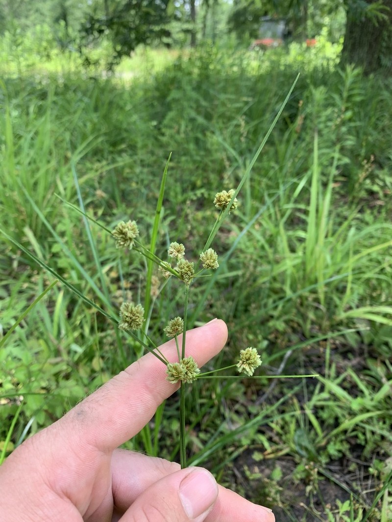 Bentawn Flatsedge photo 6