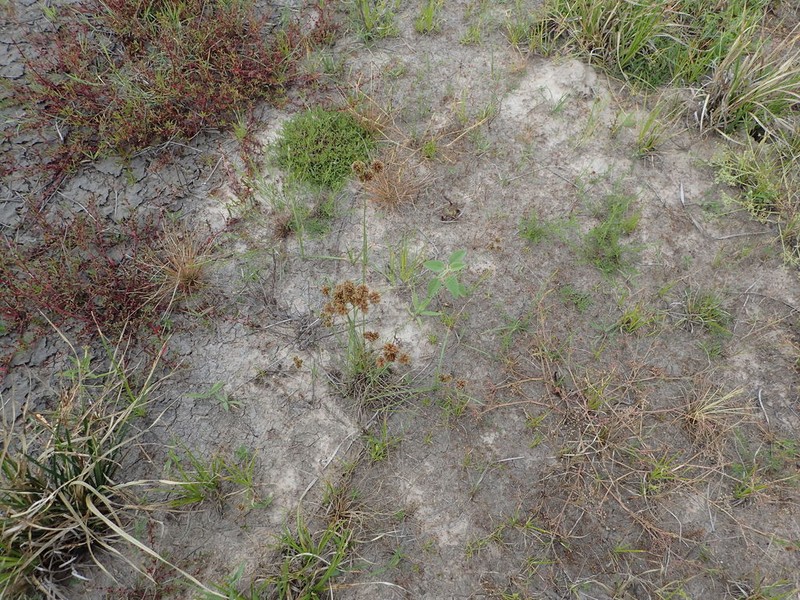 Bentawn Flatsedge photo 7
