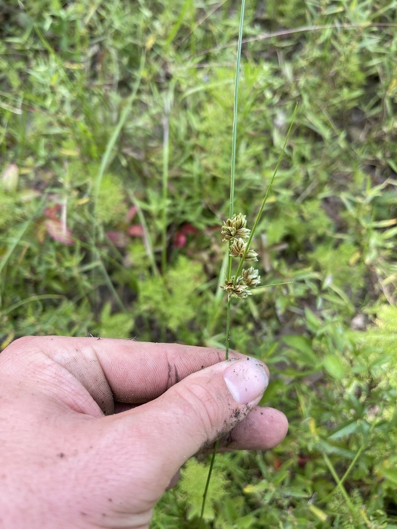 Bentawn Flatsedge photo 8