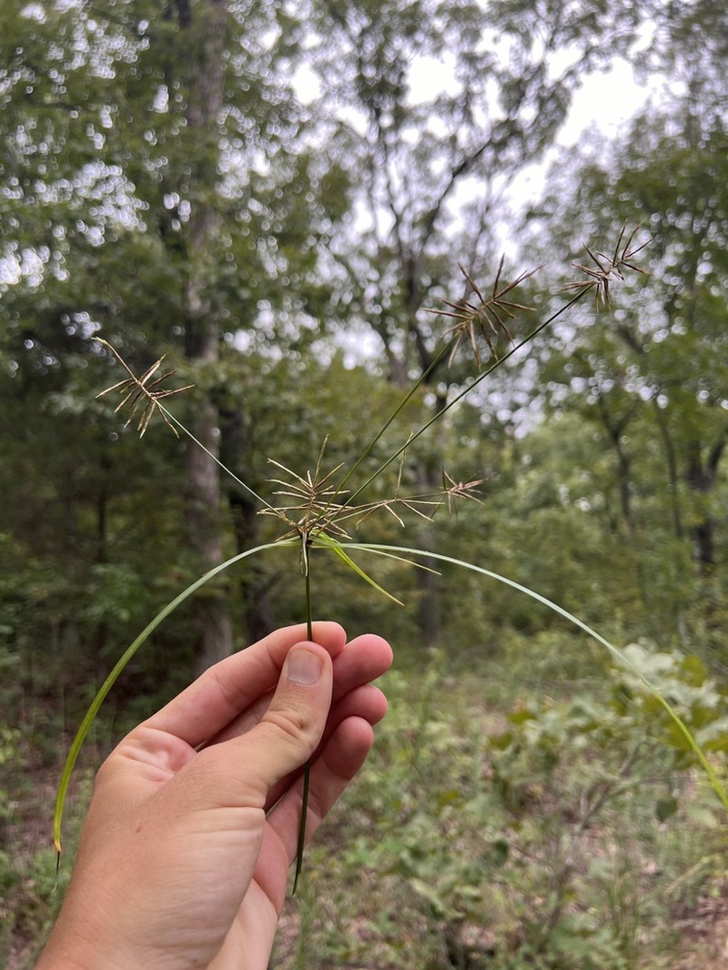 Reflexed Flatsedge