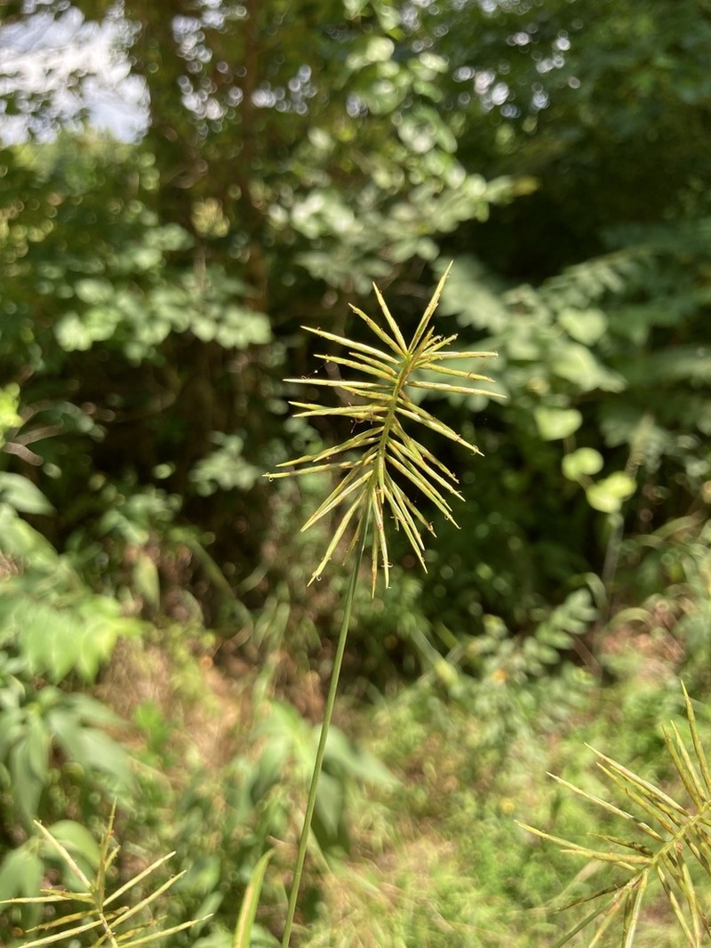Reflexed Flatsedge photo 2