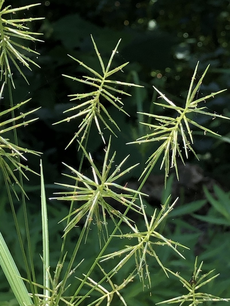 Reflexed Flatsedge photo 3