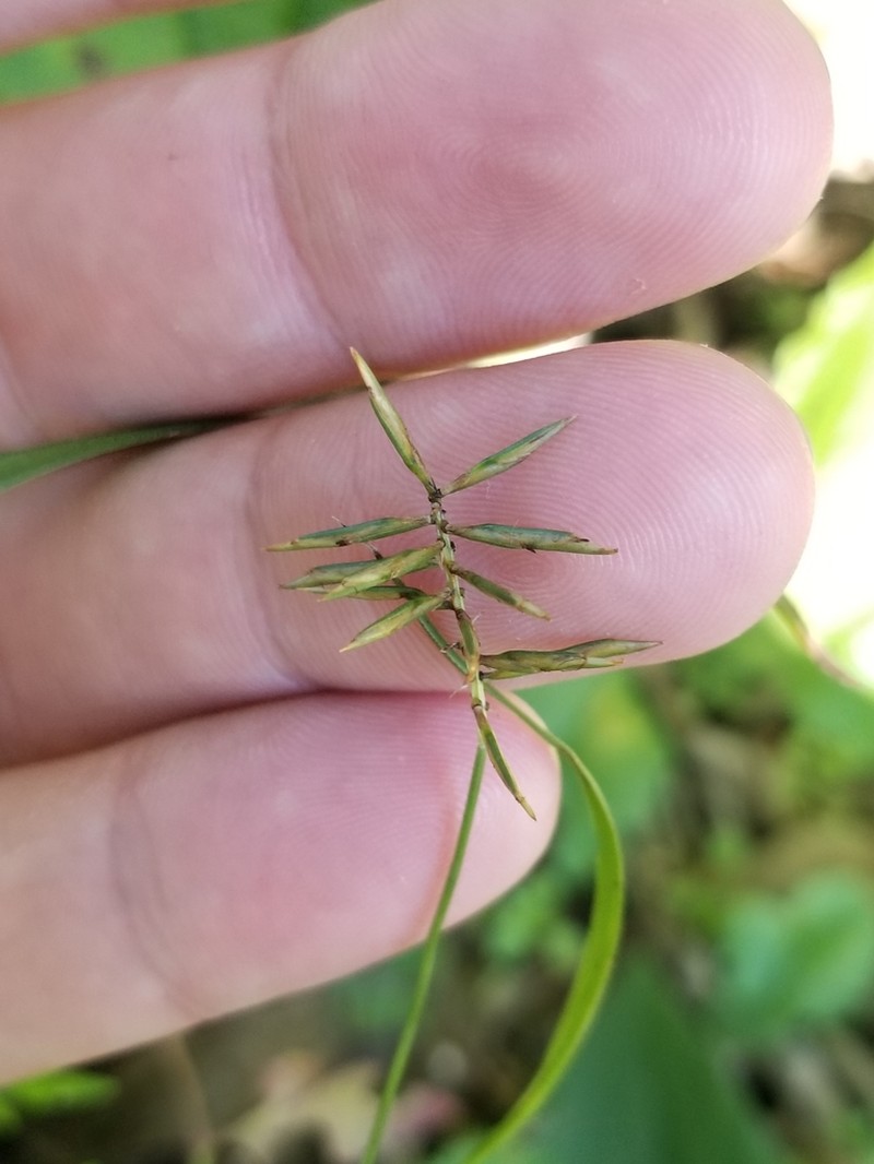 Reflexed Flatsedge photo 4