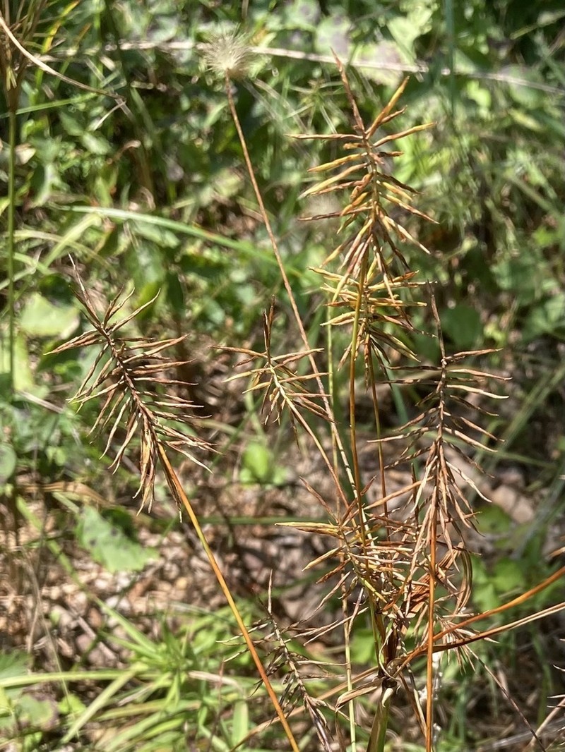 Reflexed Flatsedge photo 5