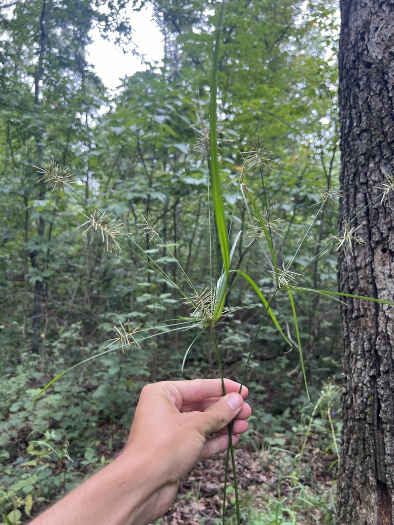 Reflexed Flatsedge photo 6