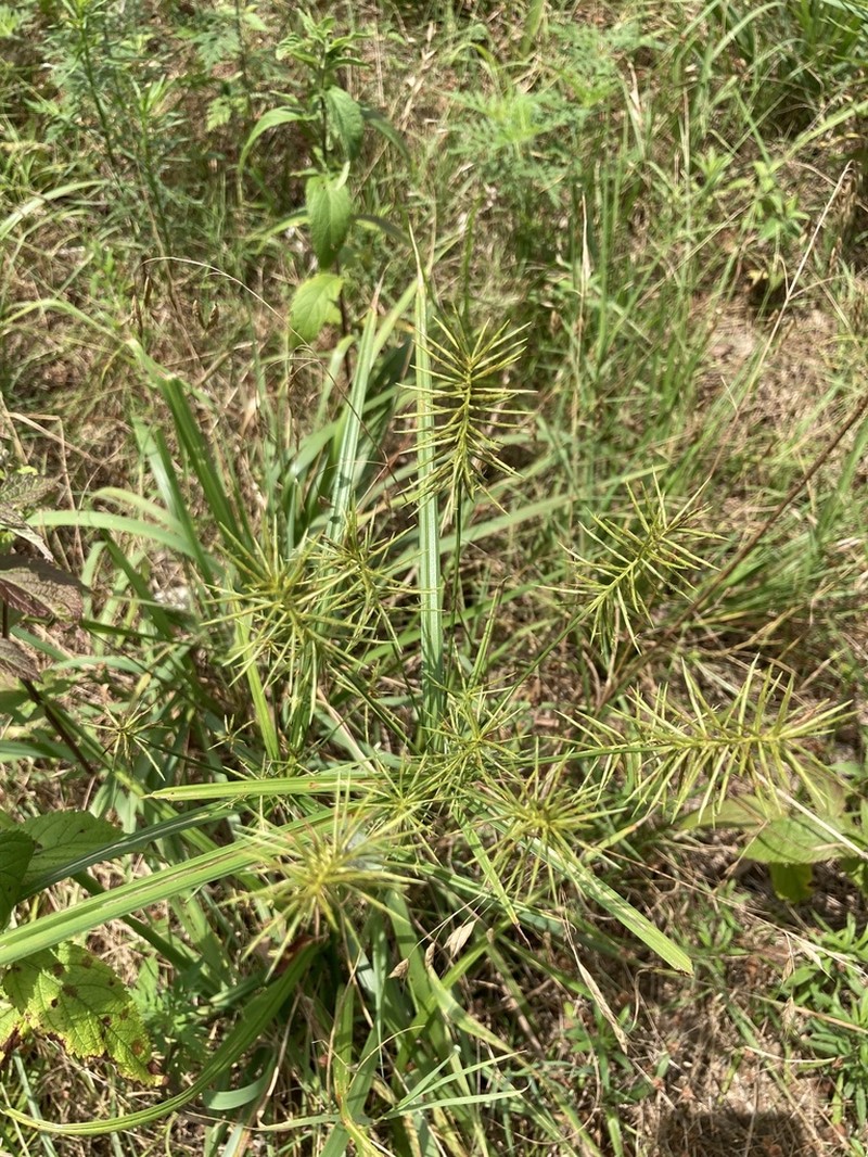 Reflexed Flatsedge photo 7