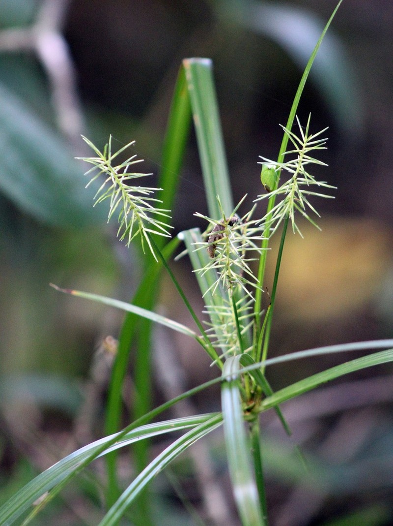 Reflexed Flatsedge photo 8