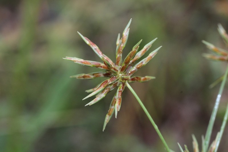 Oneflower Flatsedge