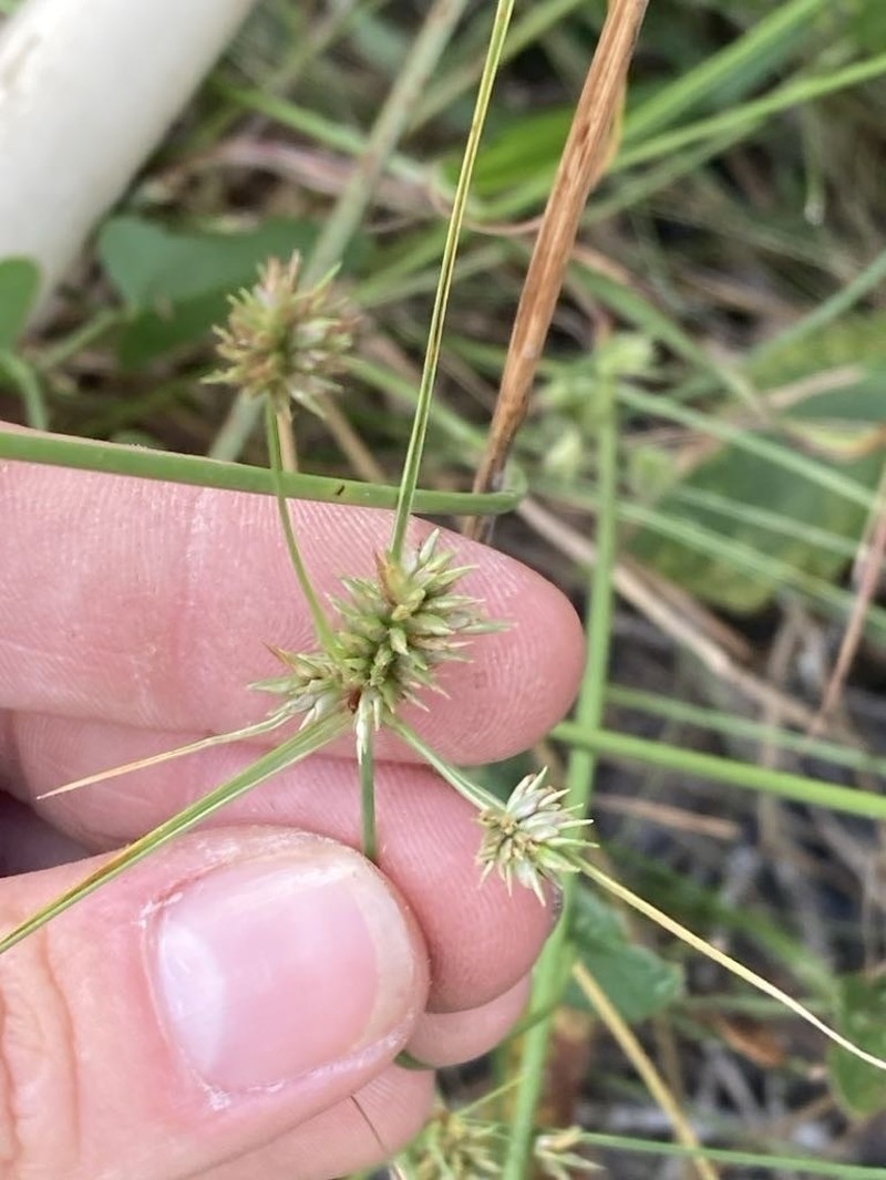 Oneflower Flatsedge photo 2