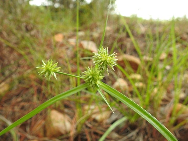 Oneflower Flatsedge photo 3