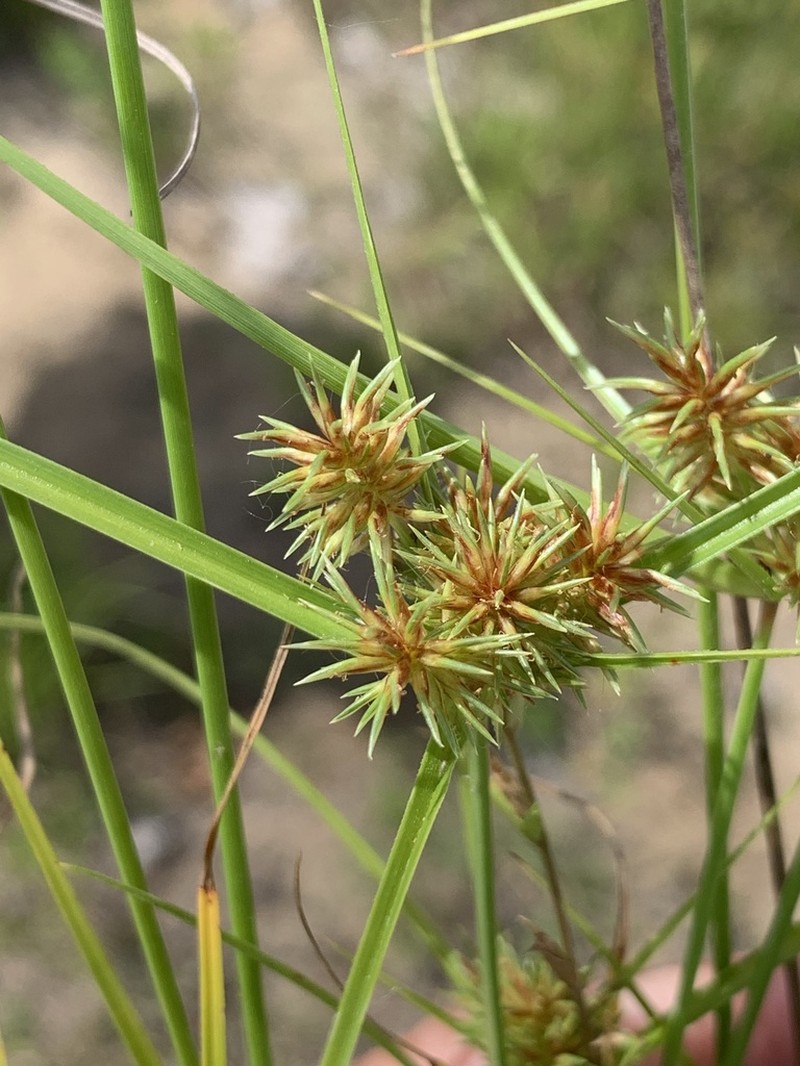 Oneflower Flatsedge photo 4