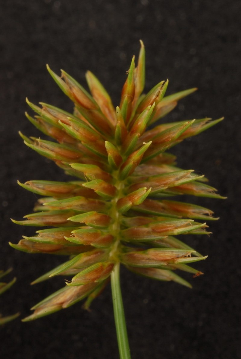 Oneflower Flatsedge photo 5