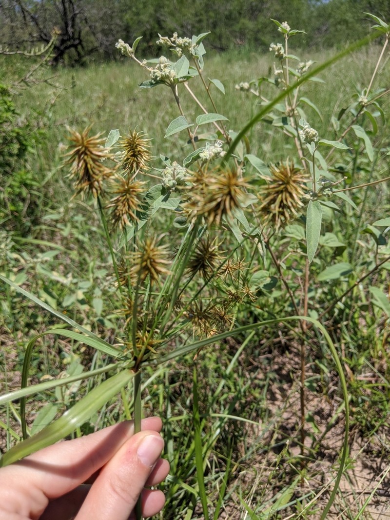 Oneflower Flatsedge photo 6