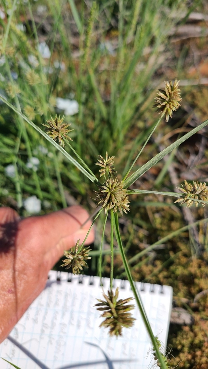 Oneflower Flatsedge photo 7