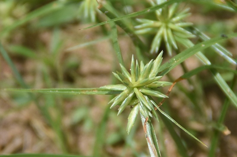 Oneflower Flatsedge photo 8