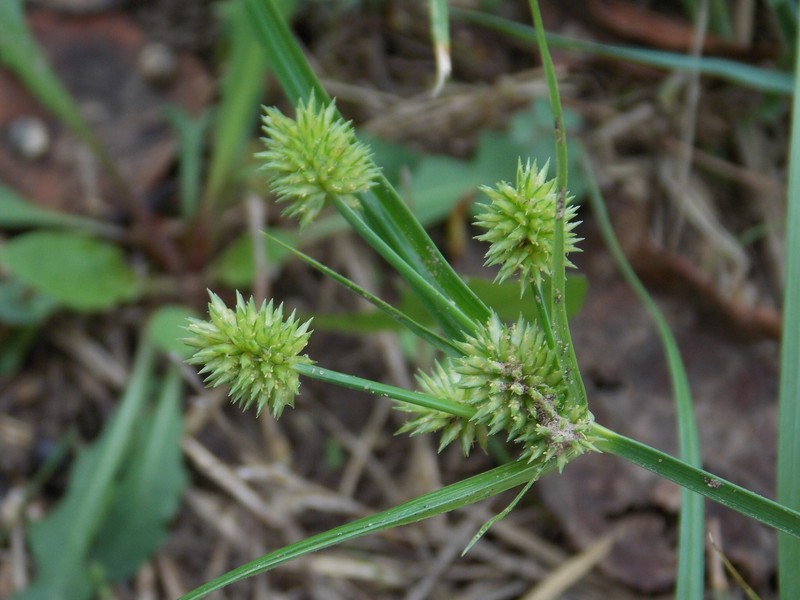 Cyperus retroflexus var. pumilus