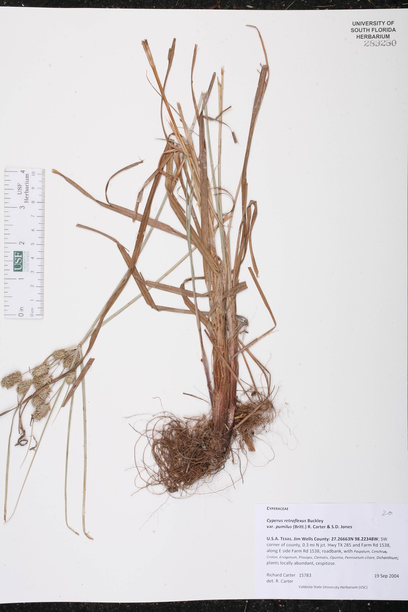 Cyperus retroflexus var. pumilus photo 2