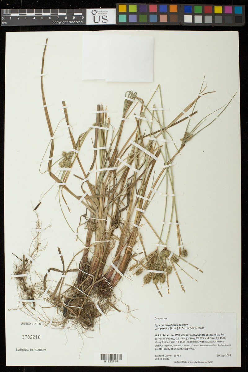Cyperus retroflexus var. pumilus photo 3