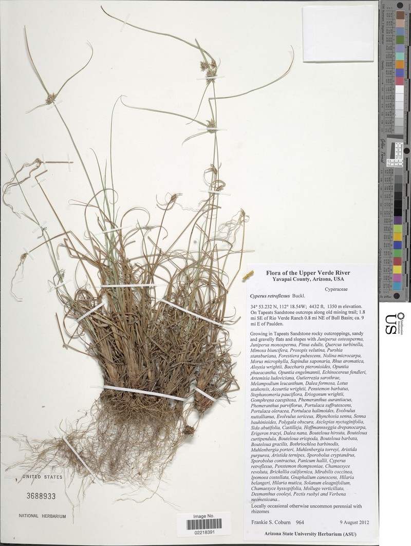 Cyperus retroflexus var. retroflexus