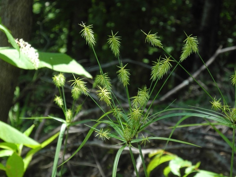 Rough Flatsedge