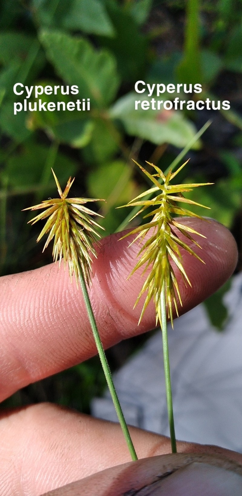 Rough Flatsedge photo 2