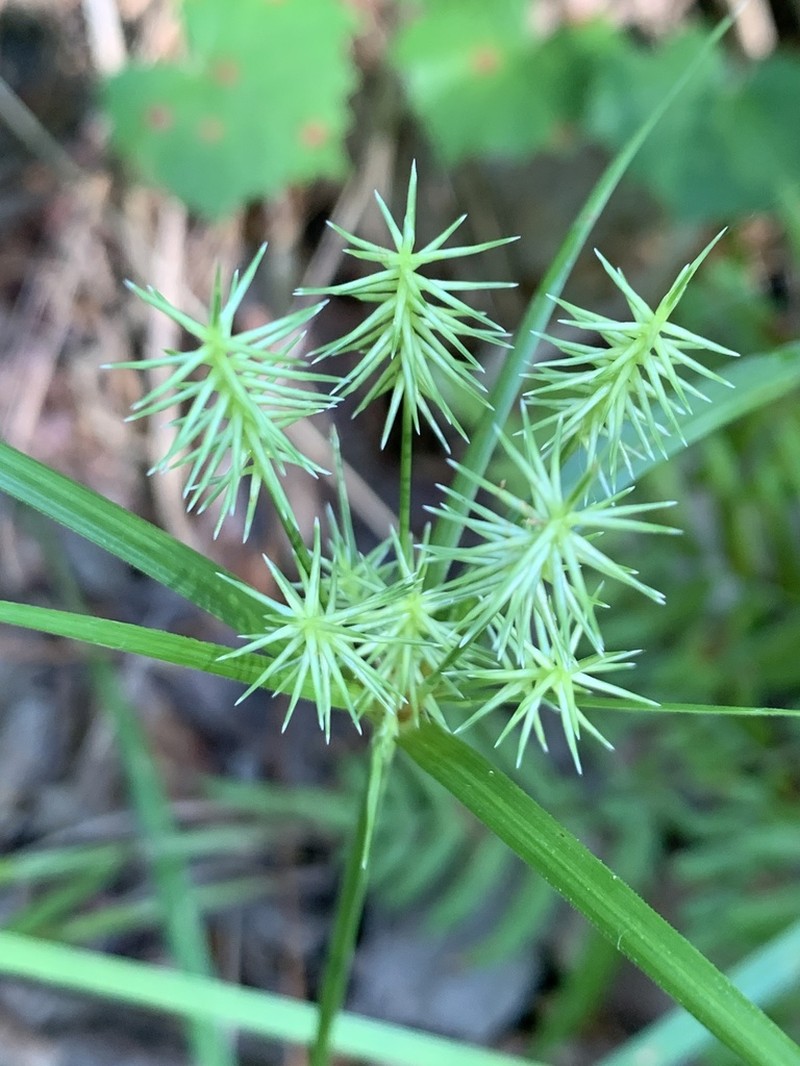 Rough Flatsedge photo 3