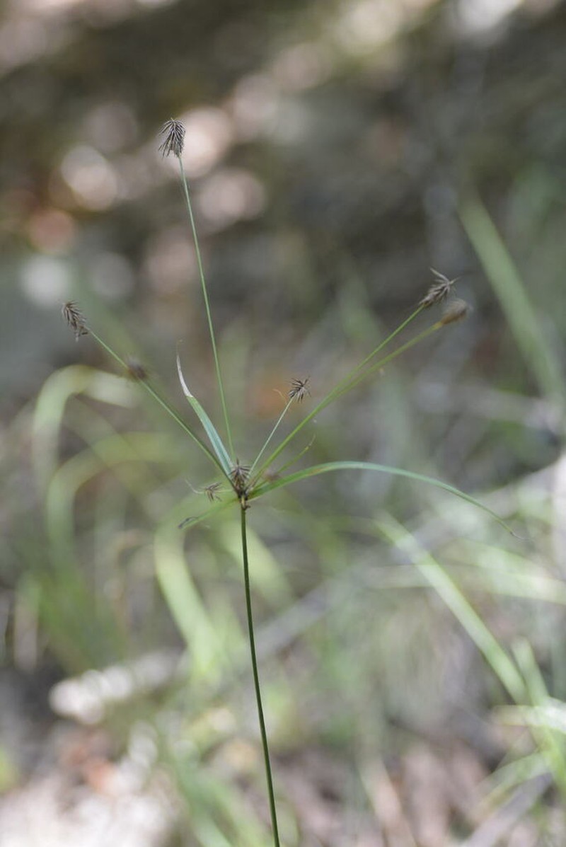 Rough Flatsedge photo 4