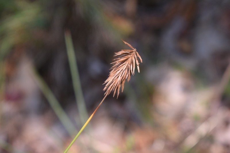 Rough Flatsedge photo 5
