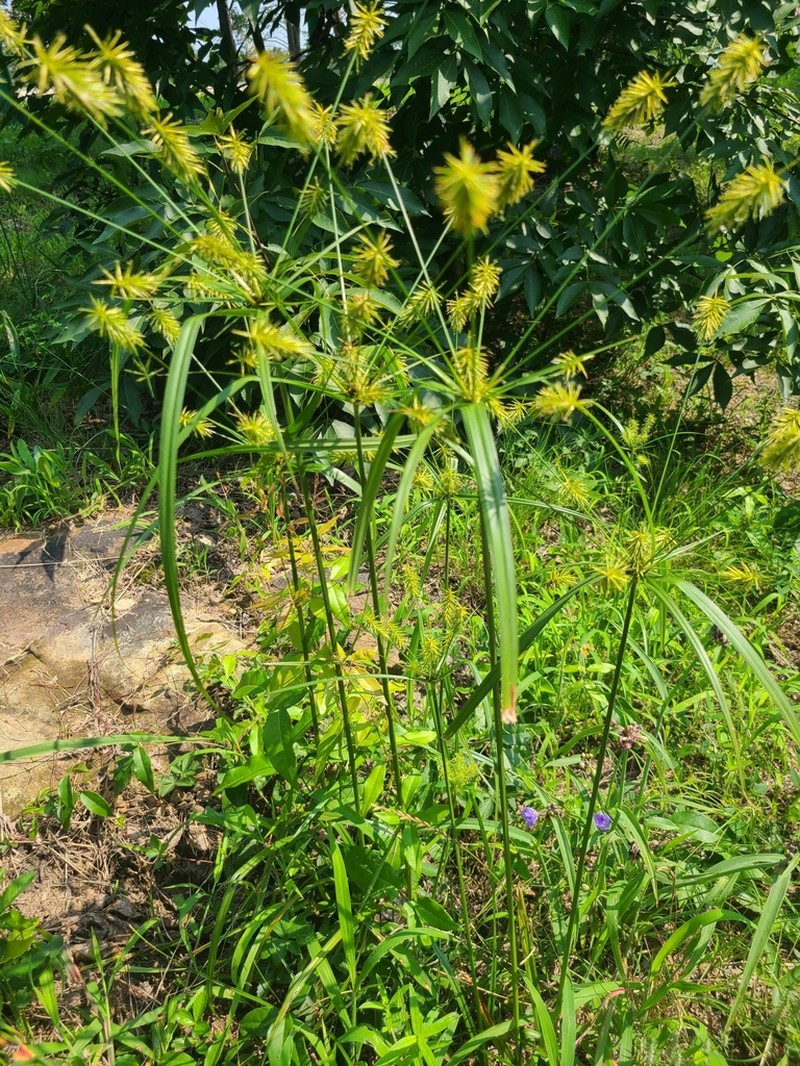 Rough Flatsedge photo 6